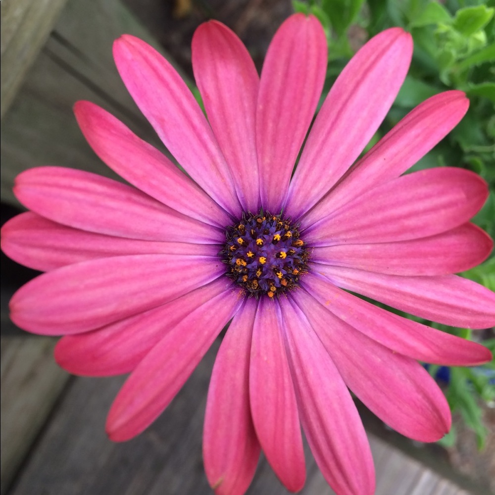 Meet your Posher, Brandi